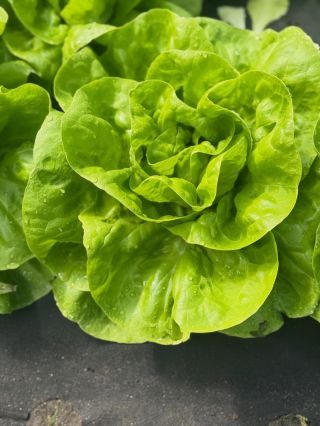 🌱 Dnes sklizeno, dnes prodáváme! 🥗 Přímo ze skleníku k vám na stůl 👇 👉 čerstvý, křupavý salát – 25 Kč / ks 🍓 Lesní jahody...