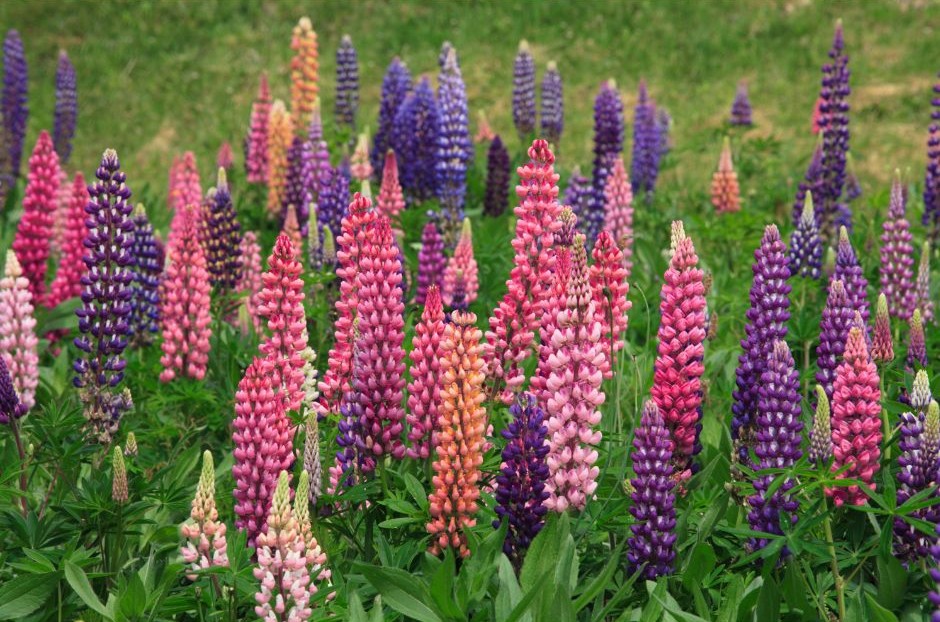 Lupina bílá (Lupinus albus) – rostlina, ze které se vyrábí tremoços