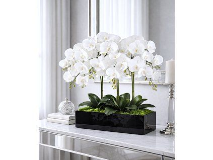 orchideavciernomzrkadle1