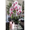 orchidbieloružová