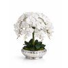 Orchidea v striebornej mise