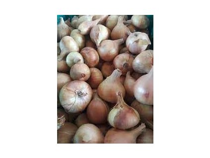 1593 cibula 1kg svedericka kapustaren