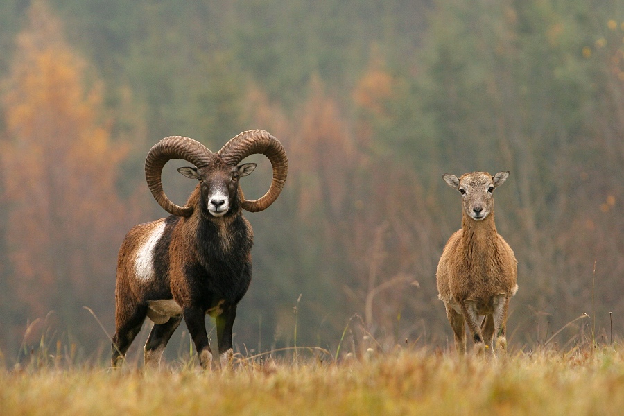 muflon