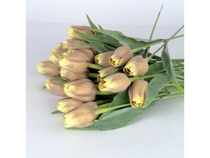 dostan obrazek shoptet.php?dir=tulipan hnedo zluty&img=tulipan hnedo zluty