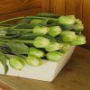 dostan obrazek shoptet.php?dir=tulipan zeleny 40cm&img=tulipan zeleny 40cm five