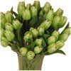 dostan obrazek shoptet.php?dir=tulipan zeleny 40cm&img=tulipan zeleny 40cm