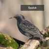 dostan obrazek shoptet.php?dir=ptaci budka pro spacka&img=ptaci budka pro spacka two