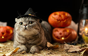 Halloween: Jak vznikl a jak se slaví ve světě?