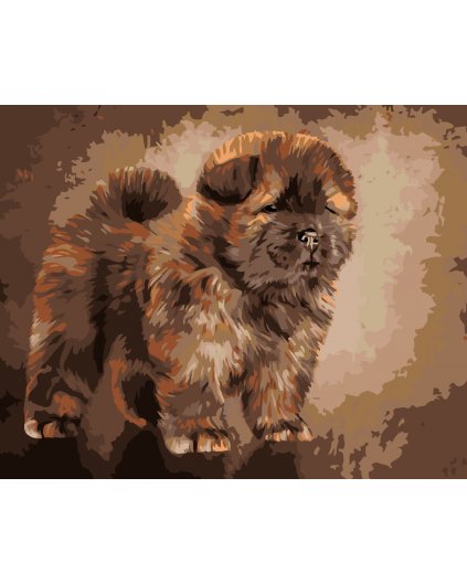 Malování podle čísel - ŠTĚNÁTKO CHOW CHOW