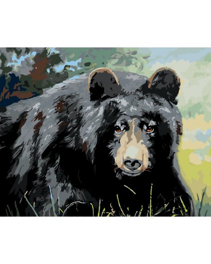 Malování podle čísel - MEDVĚD POHLED DO OČÍ (D. RUSTY RUST)