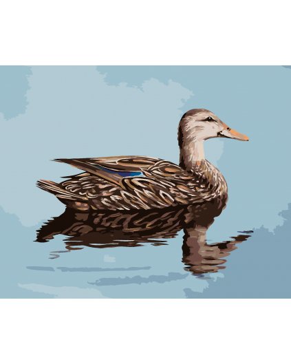 Malování podle čísel - KACHNA PLUJÍCÍ PO VODĚ (D. RUSTY RUST)