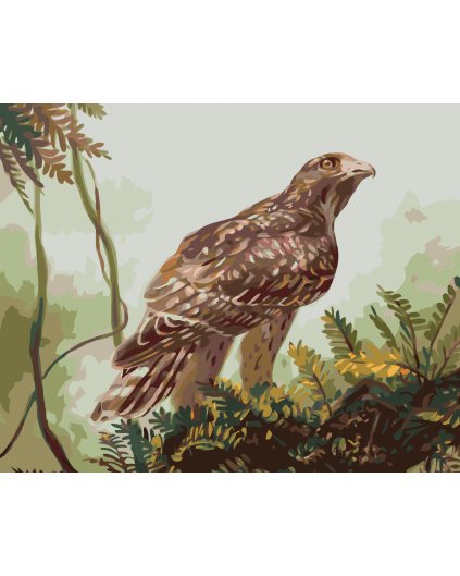 Malování podle čísel - JESTŘÁB NA VĚTVI (D. RUSTY RUST)