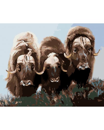 Malování podle čísel - BIZONI (D. RUSTY RUST)