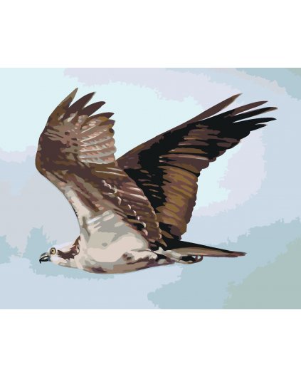 Malování podle čísel - OREL V LETU (D. RUSTY RUST)