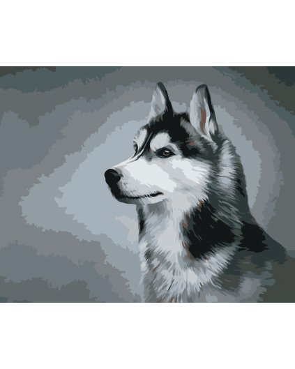 Malování podle čísel - SIBIŘSKÝ HUSKY