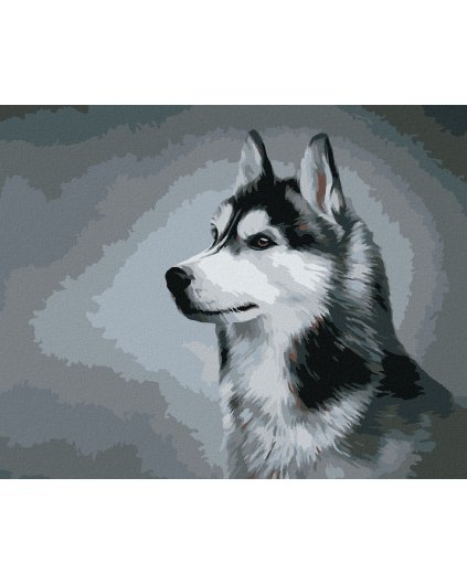 Diamantové malování - SIBIŘSKÝ HUSKY