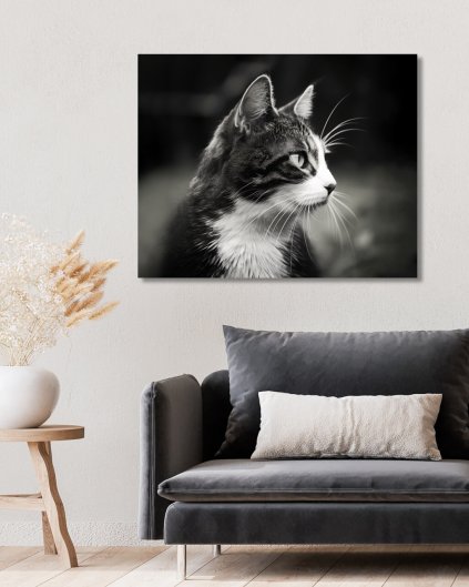 Obrazy na stěnu - Kočka