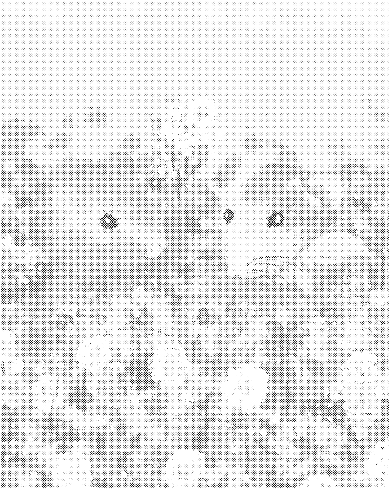 Tečkování - PÁR KŘEČKŮ V POLI Rozměr: 40x50 cm, Rámování: vypnuté plátno na rám