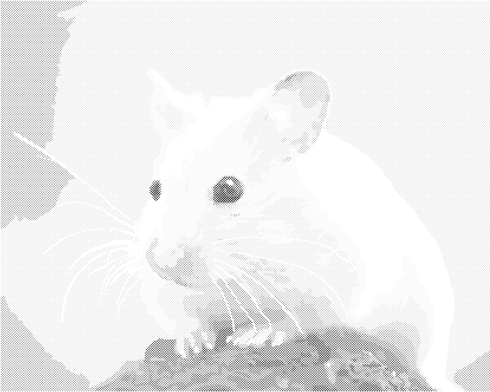 Tečkování - ZLATÝ KŘEČEK NA KAMENI Rozměr: 40x50 cm, Rámování: vypnuté plátno na rám