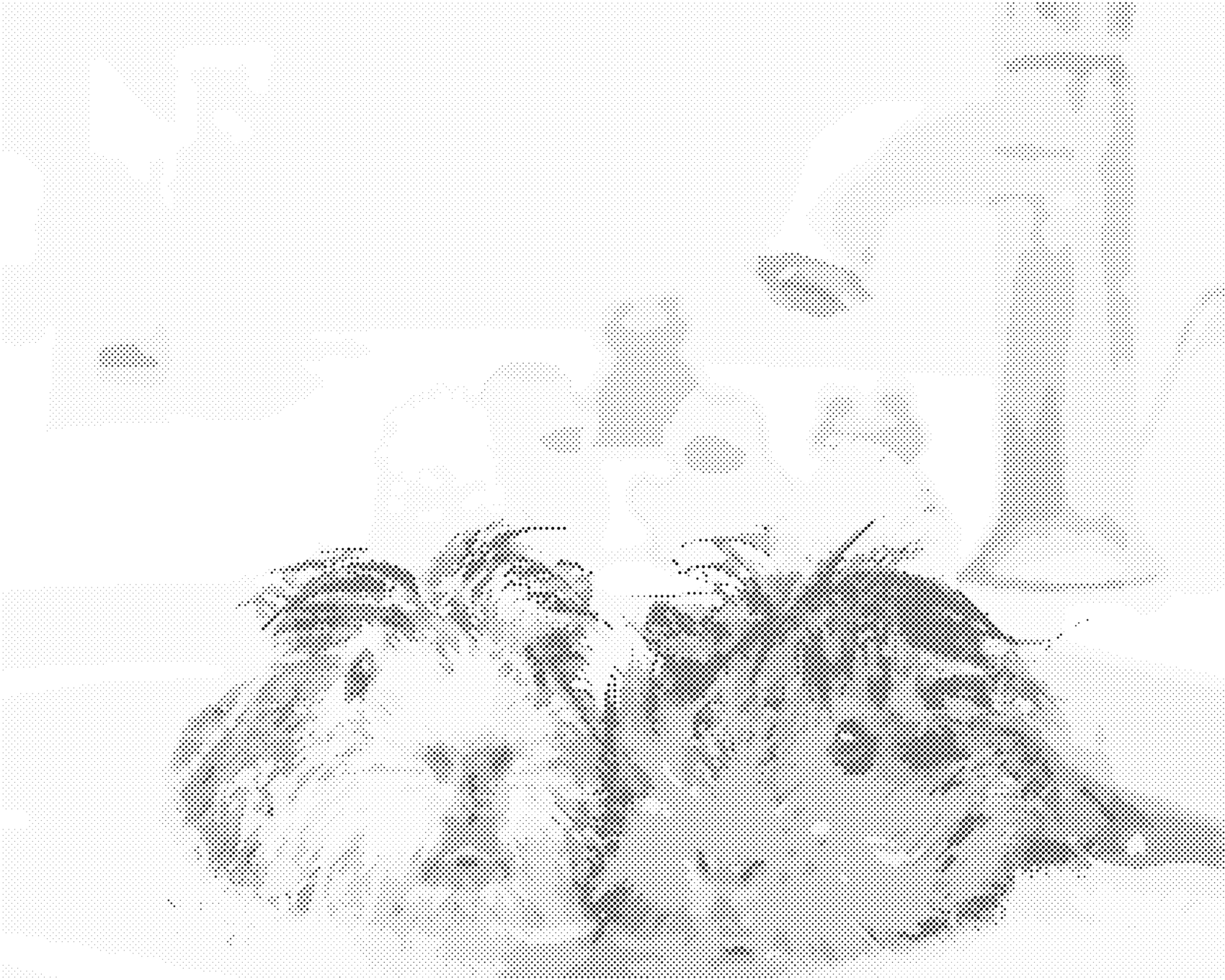 Tečkování - MORČATA VE VODĚ Rozměr: 40x50 cm, Rámování: vypnuté plátno na rám