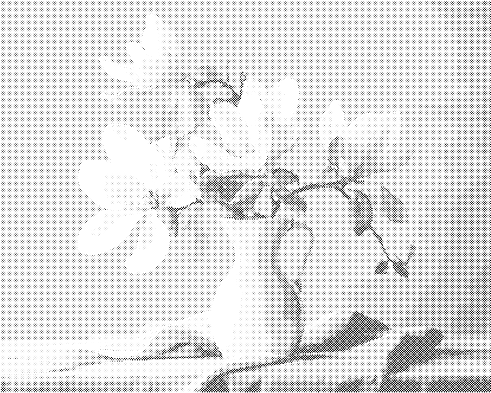 Tečkování - MAGNÓLIE 3 Rozměr: 40x50 cm, Rámování: vypnuté plátno na rám