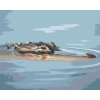 Malování podle čísel - ALIGÁTOR HLAVA PLOVOUCÍ VE VODĚ (D. RUSTY RUST)