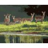 Malování podle čísel - SRNY U JEZERA (D. RUSTY RUST)