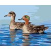 Malování podle čísel - KACHNY NA VODĚ (D. RUSTY RUST)