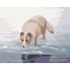 Malování podle čísel - POLÁRNÍ LIŠKA U VODY (D. RUSTY RUST)