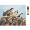 Malování podle čísel - OREL V HNÍZDĚ (D. RUSTY RUST)