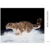 Diamantové malování - SNĚŽNÝ LEOPARD V BĚHU VE SNĚHU (D. RUSTY RUST)