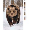 Malování podle čísel - MEDVĚD GRIZZLY