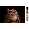 Malování podle čísel - KRÁSNÁ SOVA