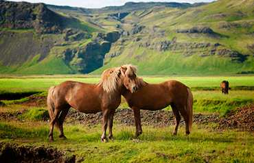 Świętuj swoją miłość do zwierząt. Międzynarodowy Dzień Konia się zbliża