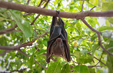 Międzynarodowa Noc Nietoperzy