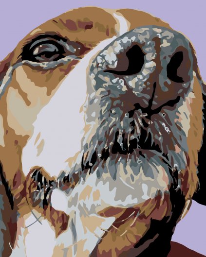 Malowanie po numerach - Pysk Beaglea