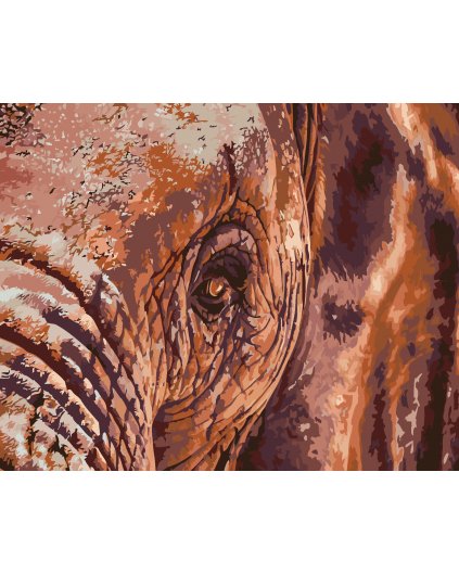 Malowanie po numerach - Słonie oko