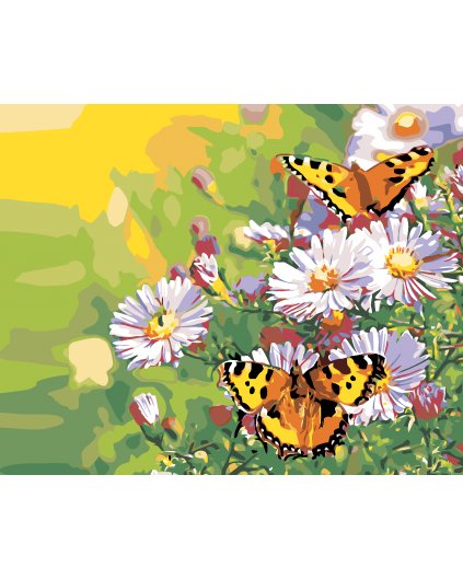 Malowanie po numerach - Motyle na stokrotkach