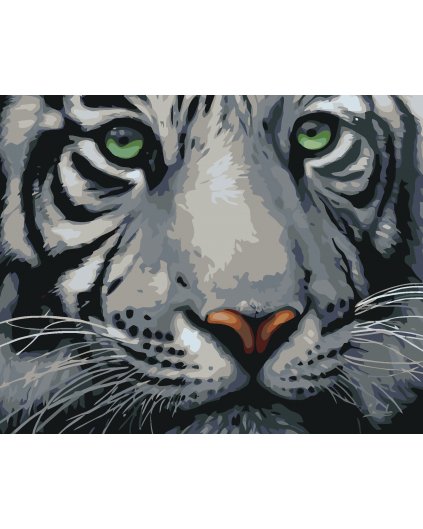 Malowanie po numerach - Biały tygrys