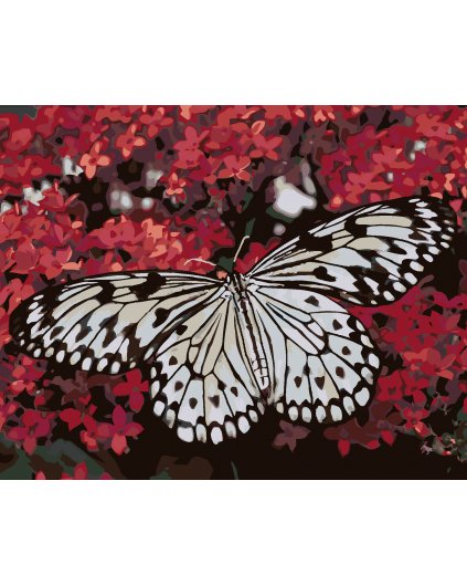 Malowanie po numerach - BIAŁY MOTYL I CZERWONE KWIATY