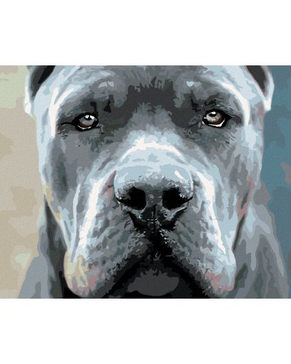 Haft diamentowy - Cane Corso