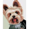 Malowanie po numerach - Yorkshire terrier