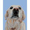 Malowanie po numerach - Biały Labrador (Wariant płótno bez ramy, Rozmiar 40x50 cm)