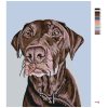 Malowanie po numerach - Brązowy pies z obroża