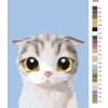 Malowanie po numerach – Biały kot z dużymi ślepiami
