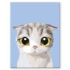 Malowanie po numerach – Biały kot z dużymi ślepiami