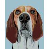 Malowanie po numerach - Pies Beagle
