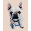 Malowanie po numerach - Biały Bulldog