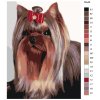 Malowanie po numerach - Yorkshire terrier z kokardką
