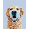 Malowanie po numerach - Golden Retriever